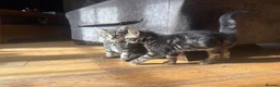 Mixed Breed cats for sale: 2 Beautiful Little Girls For Sale  in Crediton - Advert 3