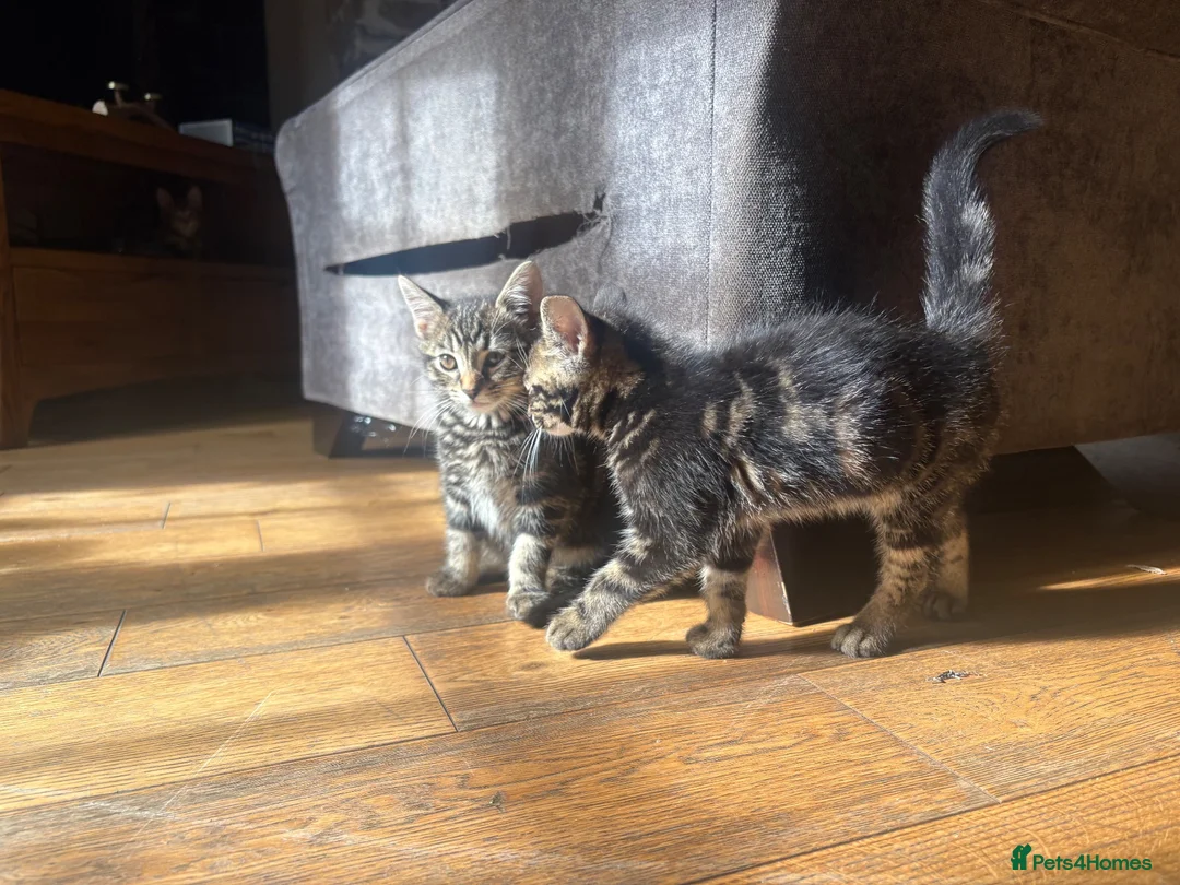 Mixed Breed cats for sale: 2 Beautiful Little Girls For Sale  in Crediton - Advert 3