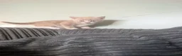 Domestic Shorthair cats for sale: 6 adorable kittens  - Advert 7