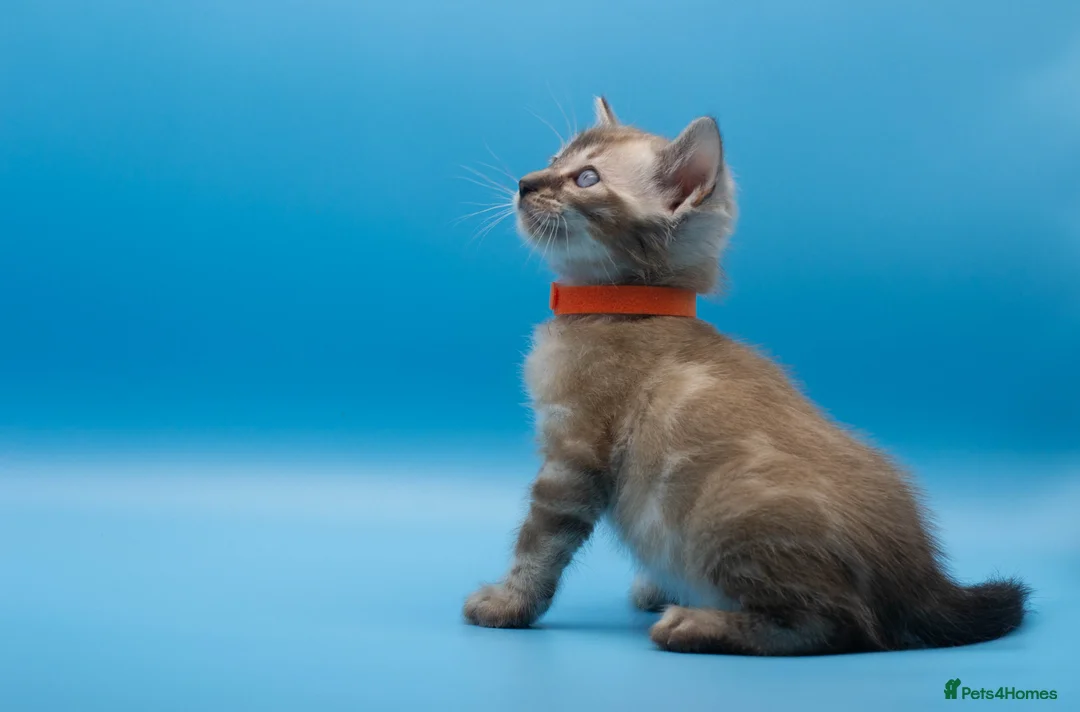 Bengal cats for sale: TICA Registered Bengal Kittens – Truly Magnificent - Advert 23