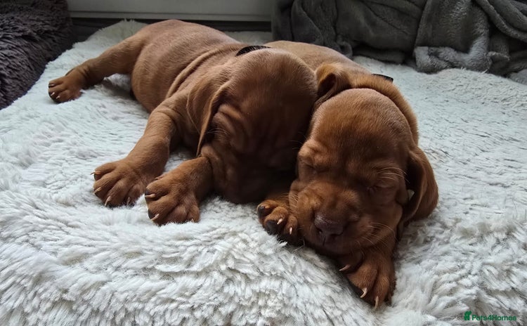 Hungarian Vizsla dogs - Advert 1