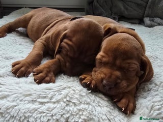 Hungarian Vizsla dogs - Advert 4