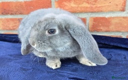 French Lop rabbits for sale: Beautiful French Lops - Image 10