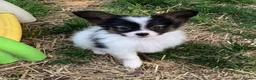 Papillon dogs for sale: Exquisite Papillon Puppies with Exceptional Charm in Cardiff - Advert 7