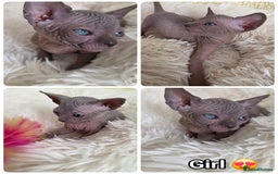 Sphynx cats for sale: Adorable Sphynx kittens💝🐈‍⬛🐈 - Image 3
