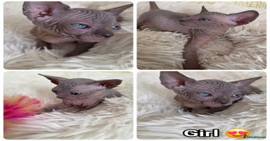 Sphynx cats - Advert 15