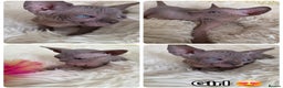 Sphynx cats for sale: Adorable Sphynx kittens💝🐈‍⬛🐈 - Advert 3