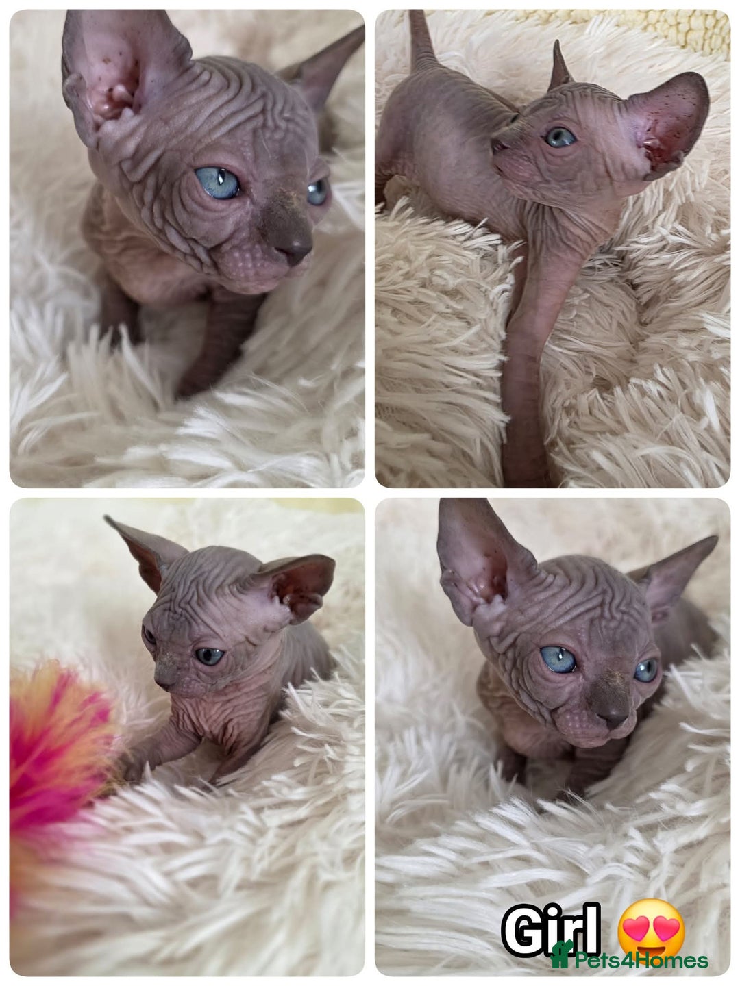 Sphynx cats for sale: Adorable Sphynx kittens💝🐈‍⬛🐈 - Image 3