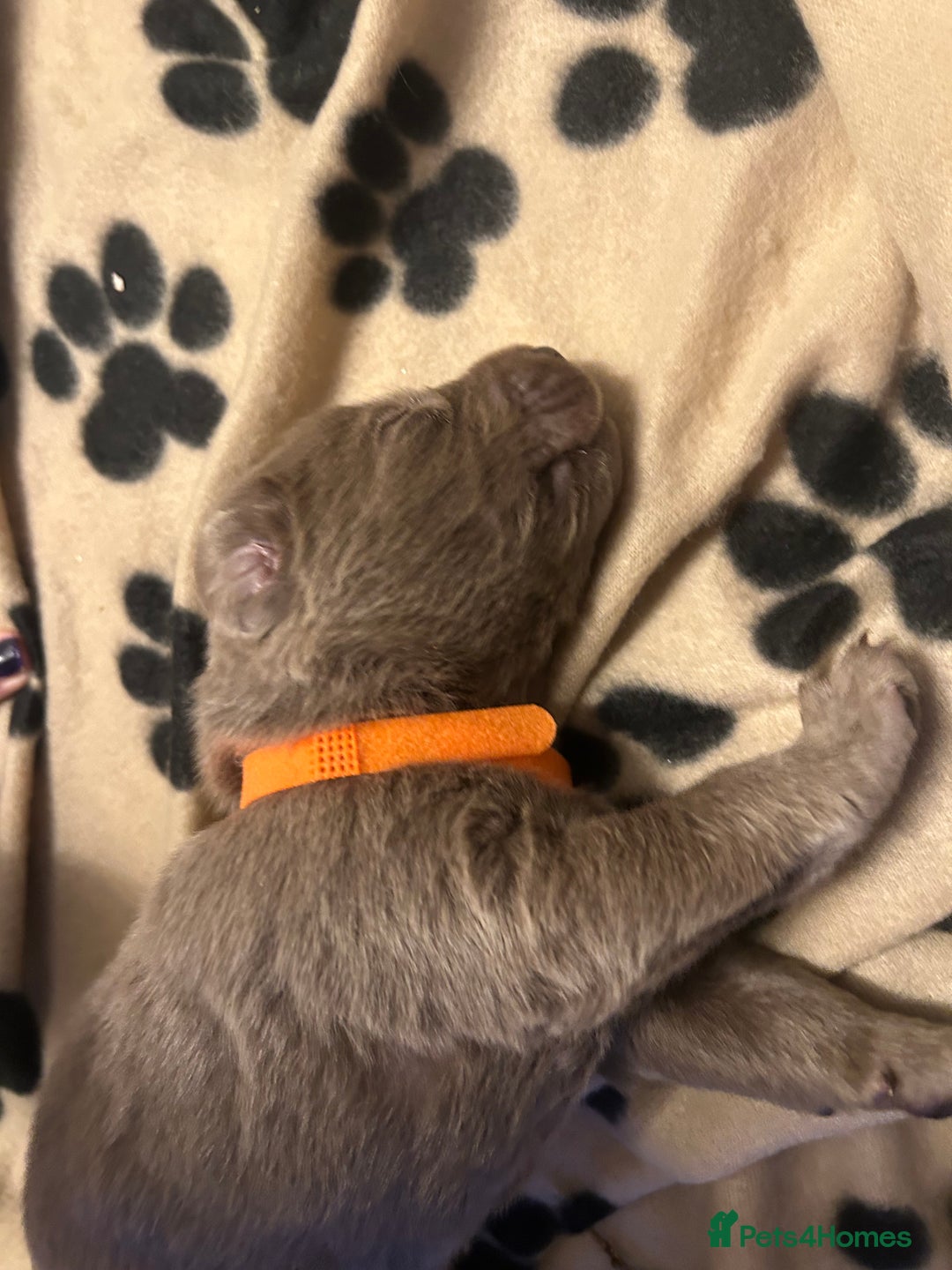 Labrador Retriever dogs for sale:  Silver Labrador retriver - Advert 6