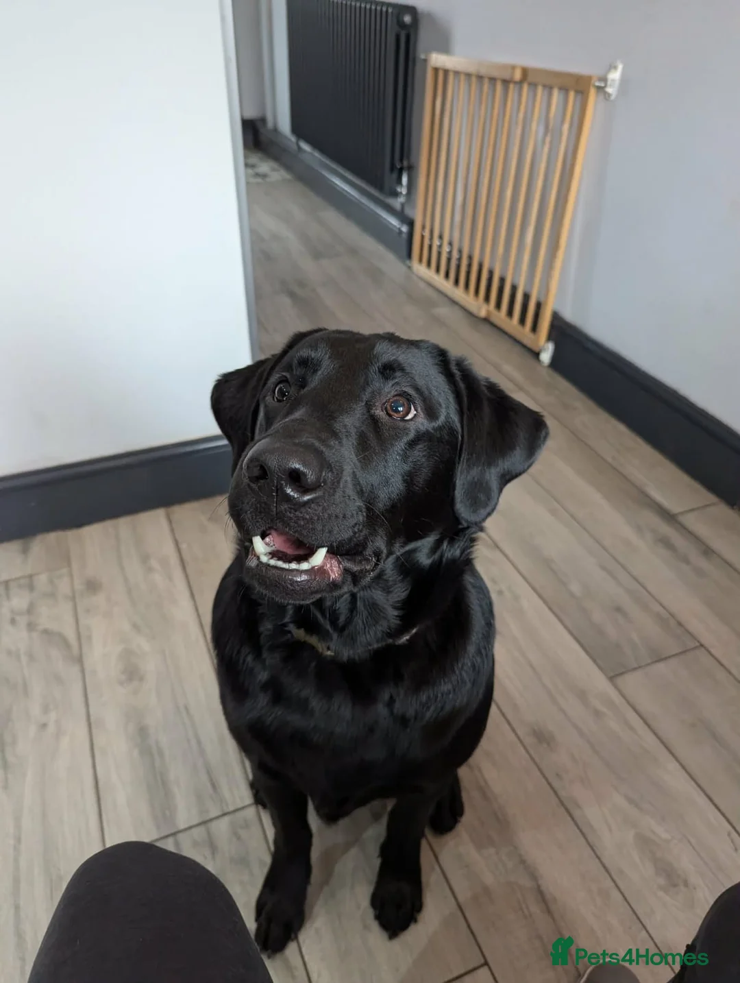 Labrador Retriever dogs for sale: Ozzy, 11 months old. For sale in Manchester - Advert 2