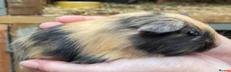 Guinea Pig rodents for sale: Sweet natured baby girl guinea pigs - Advert 8