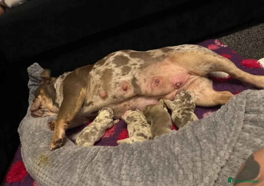 English Bulldog dogs for sale: Beautiful English Bulldog Girls in Wolverhampton - Advert 17