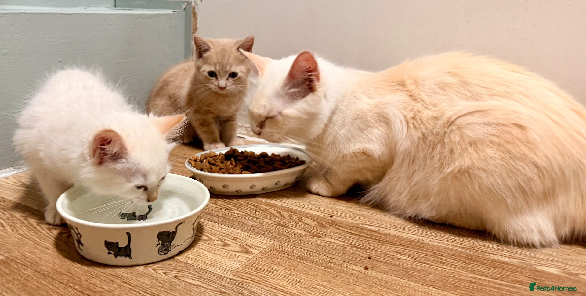 Mixed Breed cats TWO beautiful mixed Ragdoll boy kittens. - Advert 2