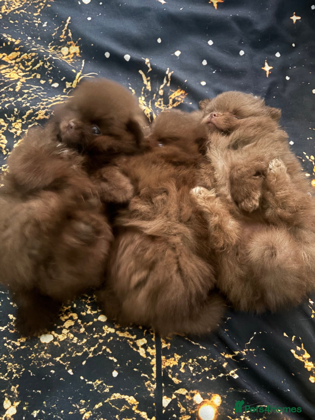 Pomeranian dogs for sale: 3 amazing teddy bear face puppies 🐻🐻🐻 - Advert 8