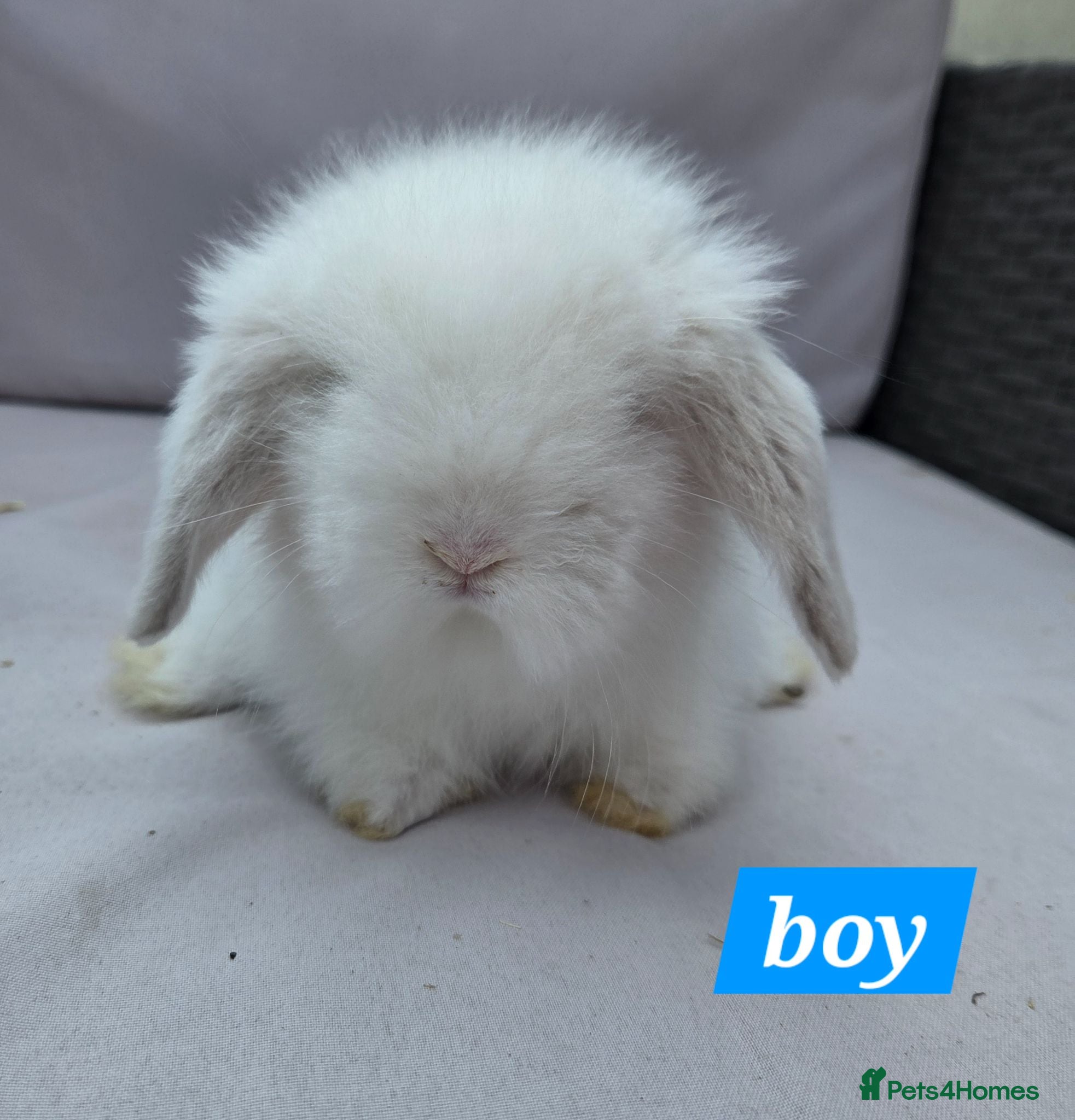 Angora rabbits Teddywidders ready to go now  - Advert 1