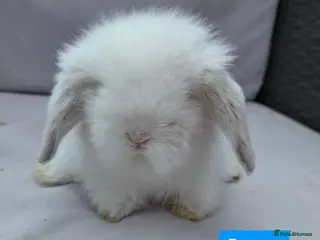 Angora rabbits Teddywidders ready to go now - Advert 2