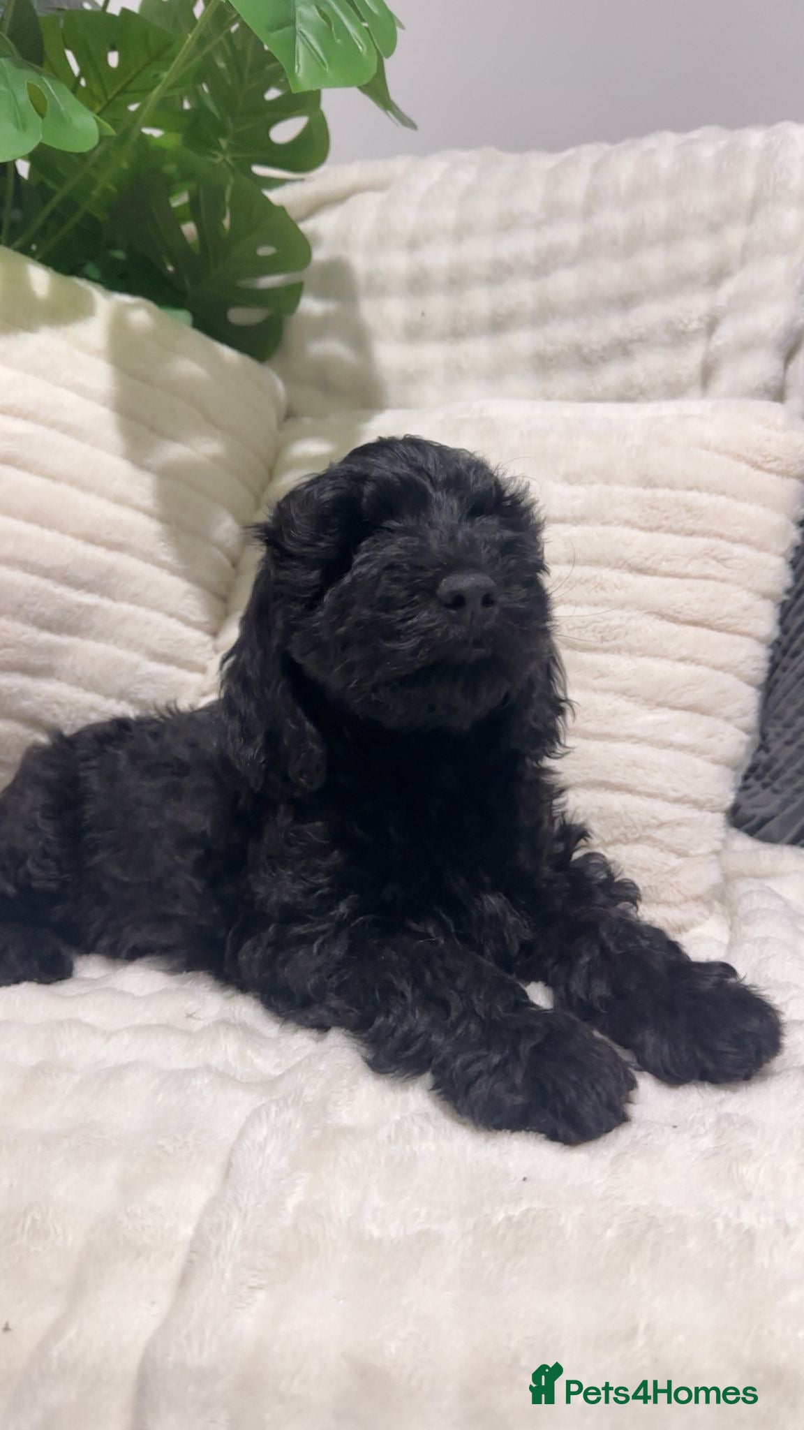 Australian Labradoodle dogs     Australian Labradoodles Ready Now Fully Vac - Advert 2