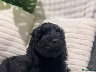 Australian Labradoodle dogs Australian Labradoodles Ready Now Fully Vac - Advert 4