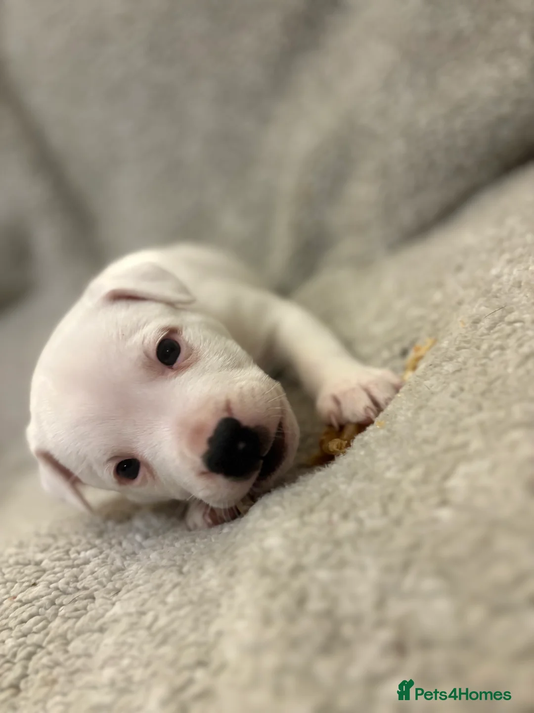 Mixed Breed dogs for sale: Amstaff x Staffy puppies - Advert 3