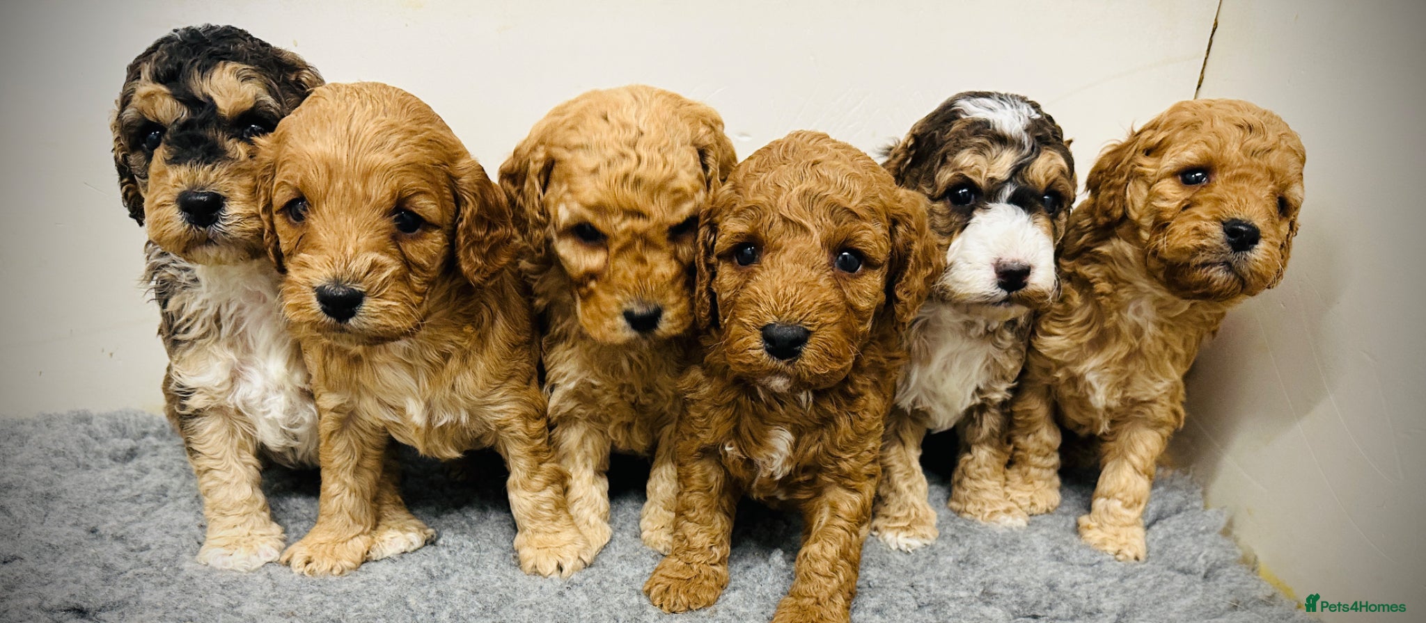 Cockapoo dogs Outstanding Cockapoo Puppies - Fully Health Tested - Advert 1