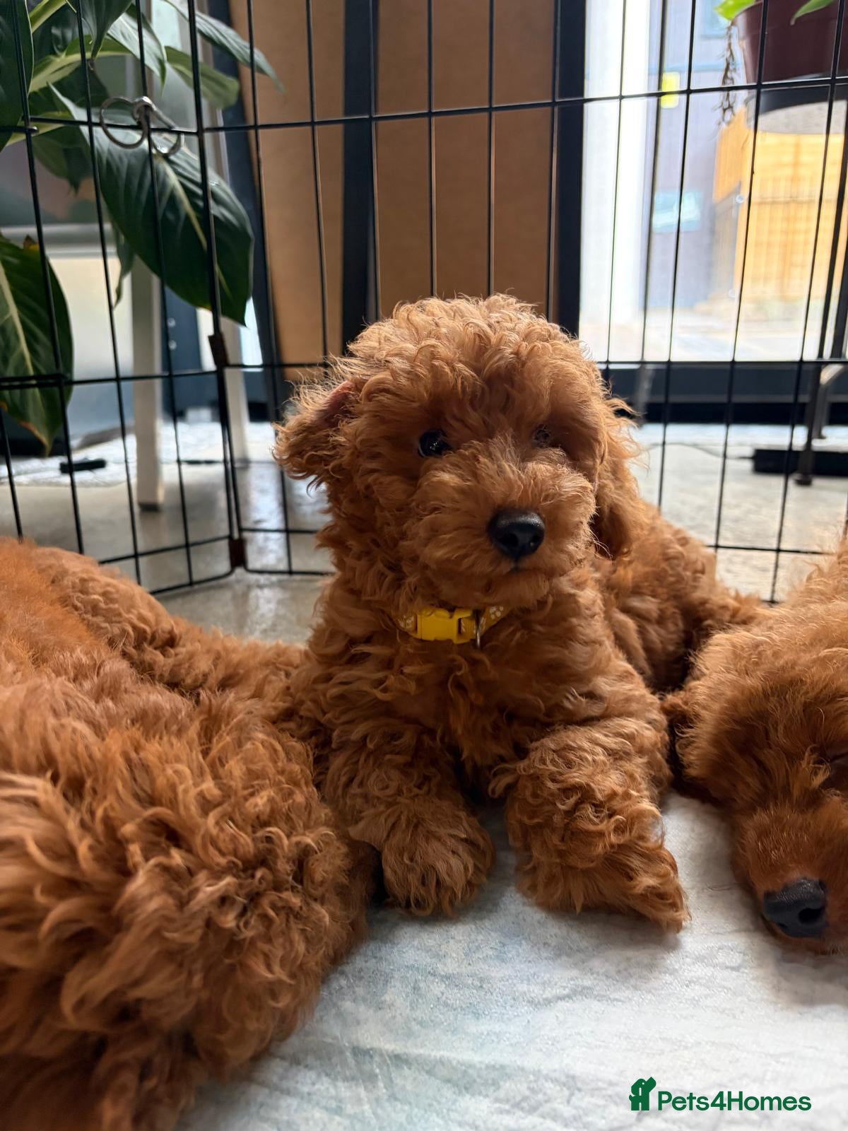 Mixed Breed dogs LAST MAN STANDING Mini poodles - Advert 2