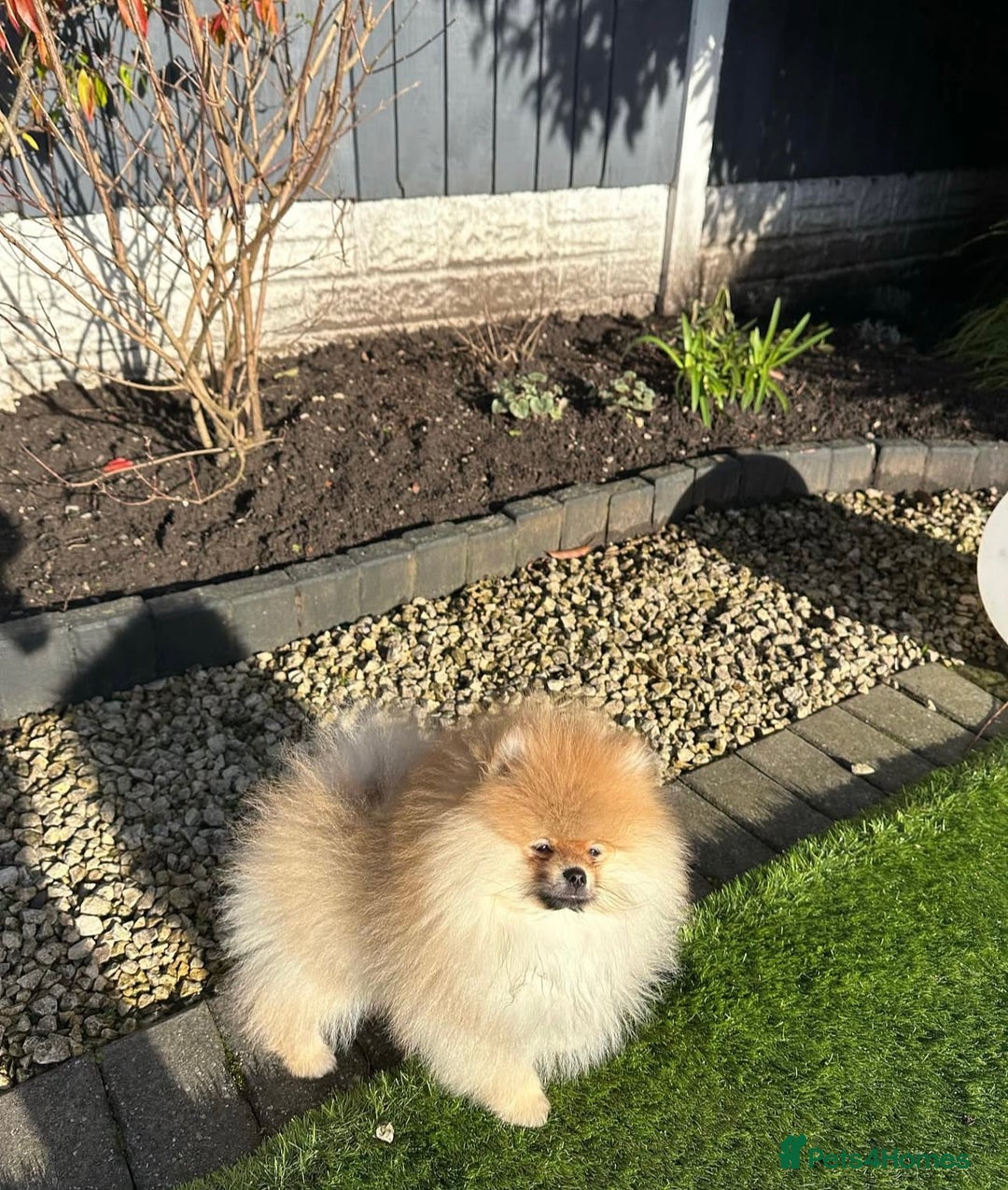 Pomeranian dogs for sale: Kc reg Pomerania  - Image 3