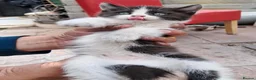 Turkish Van cats for sale: 6 Beautiful Kittens Looking for Loving Homes 🐾 - Advert 8