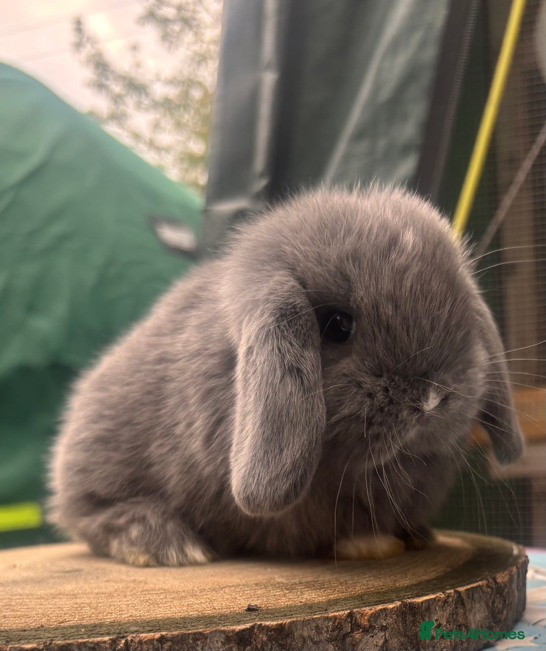 Mini Lop rabbits for sale: Pure bred PEDIGREED mini lops  - Image 3