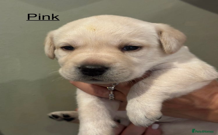 Labrador Retriever dogs - Advert 2
