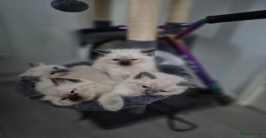 Ragdoll cats Pure Ragdoll Kittens - Advert 4