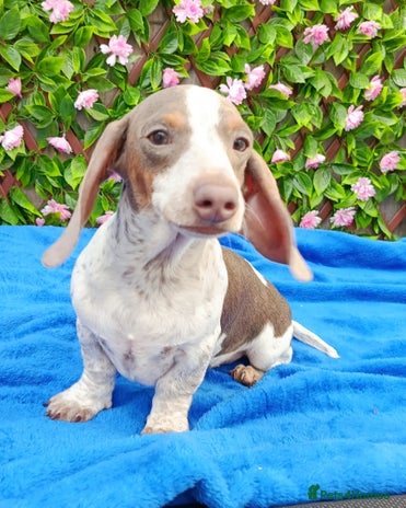 Miniature Dachshund dogs - Advert 14