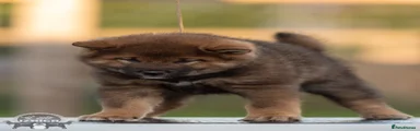 Japanese Shiba Inu 3