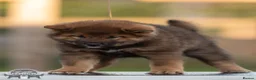 Japanese Shiba Inu dogs for sale: Last but Not Least Little Red Girl  ❤️ - Advert 19