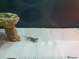 Bearded Dragon reptiles Beautiful babies for sale - Advert 2