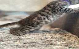 Bengal cats for sale: Charcoal Bengal kitten  - Image 3
