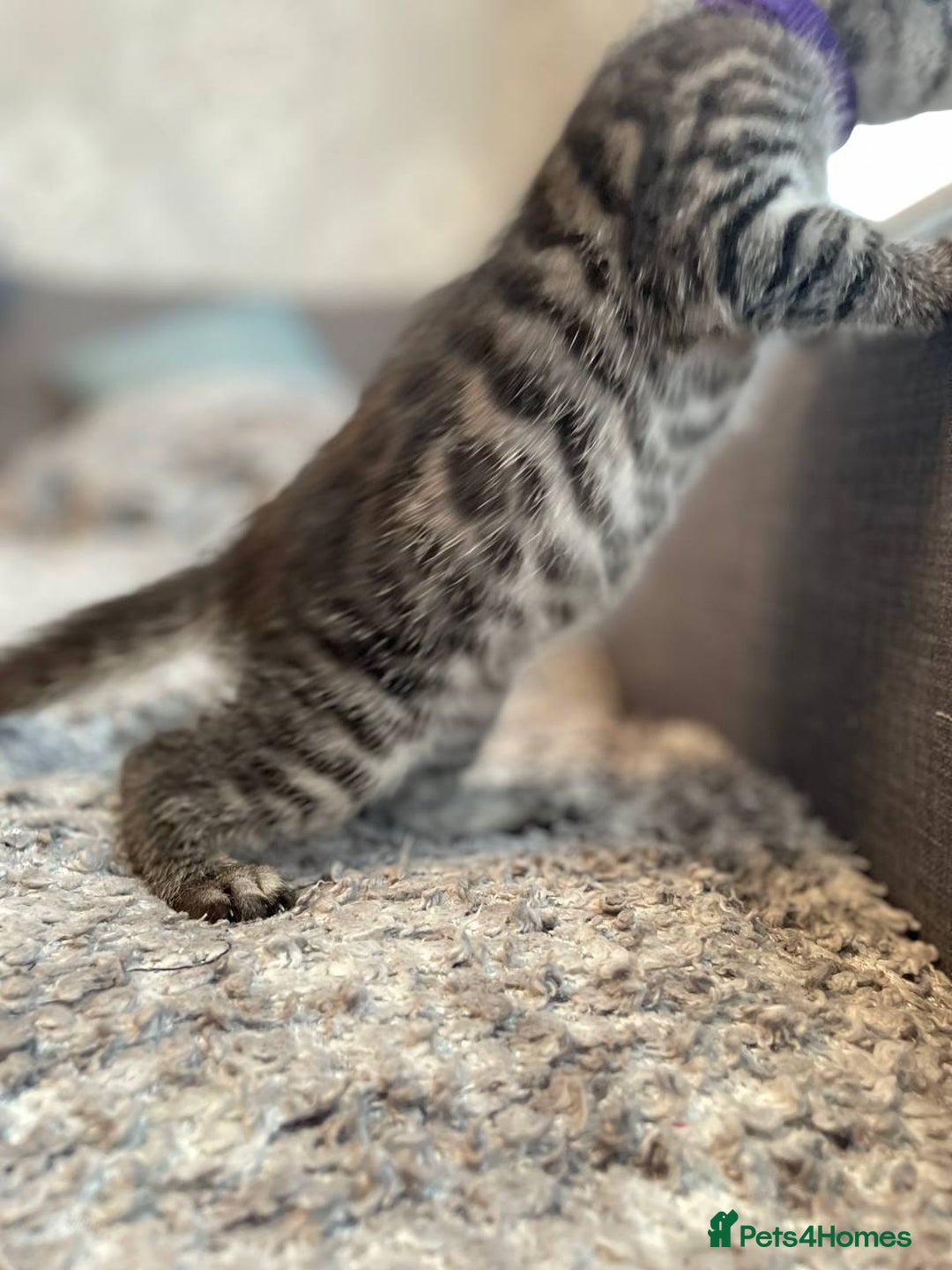 Bengal cats for sale: Charcoal Bengal kitten  - Image 3