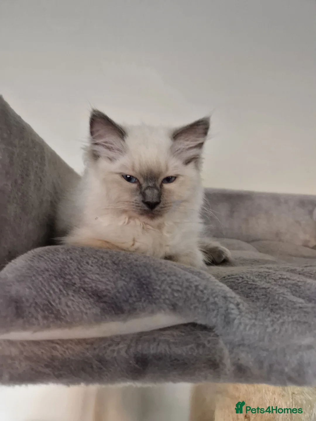 Ragdoll cats for sale: Boy and girl ragdolls - Advert 4