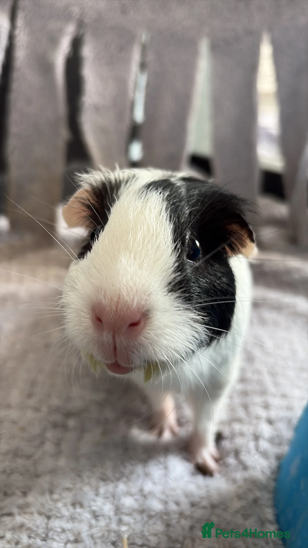 Guinea Pig rodents for sale: Two female guinea pigs in Reading - Advert 1