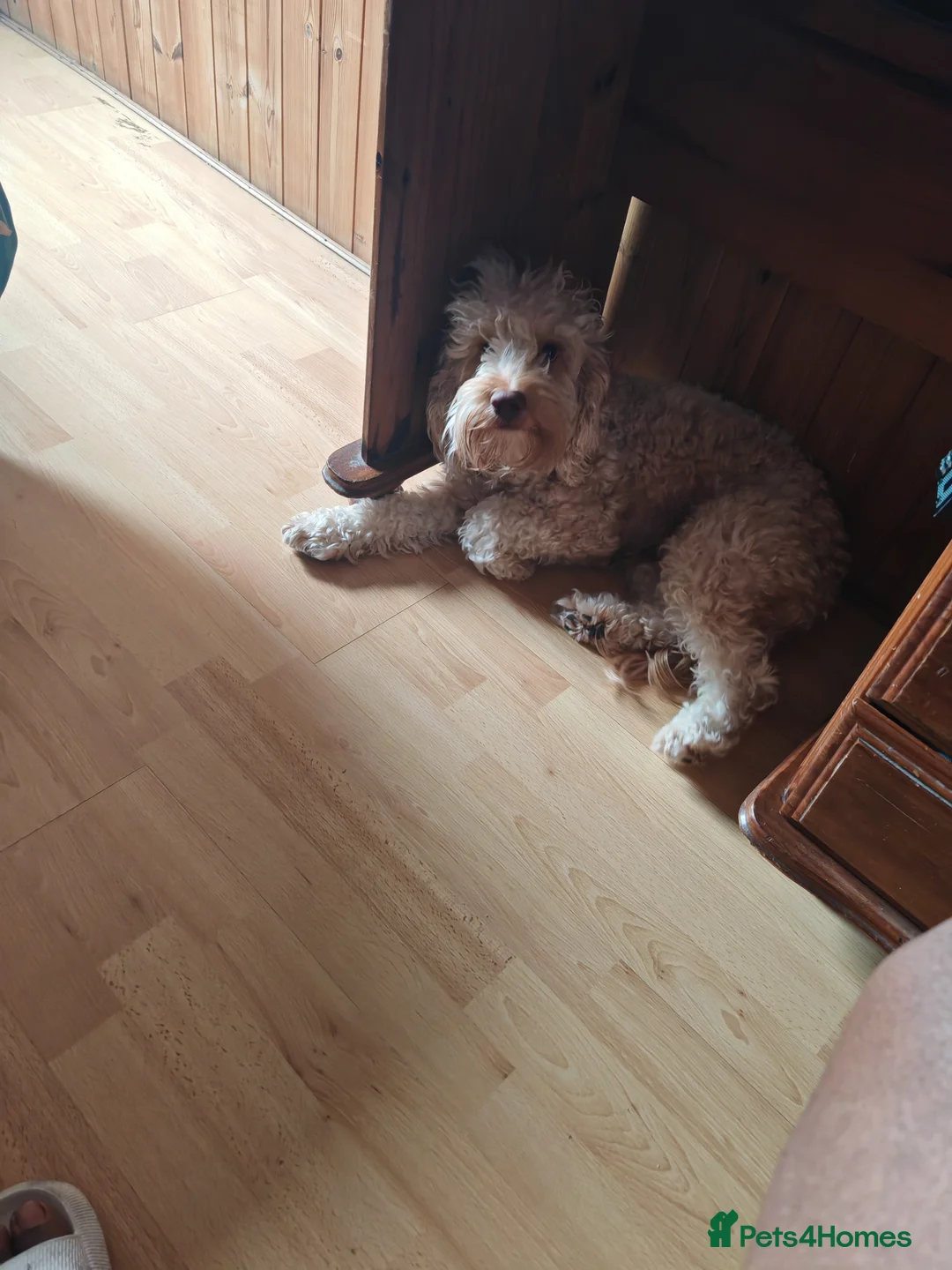 Cockapoo dogs for sale: Cockapoo (Teddy)  - Advert 6