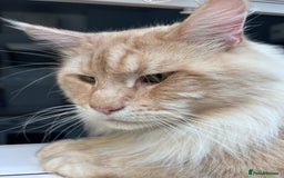 Maine Coon cats for sale: Beautiful full Maine Coon kittens ready now 😻 - Image 19