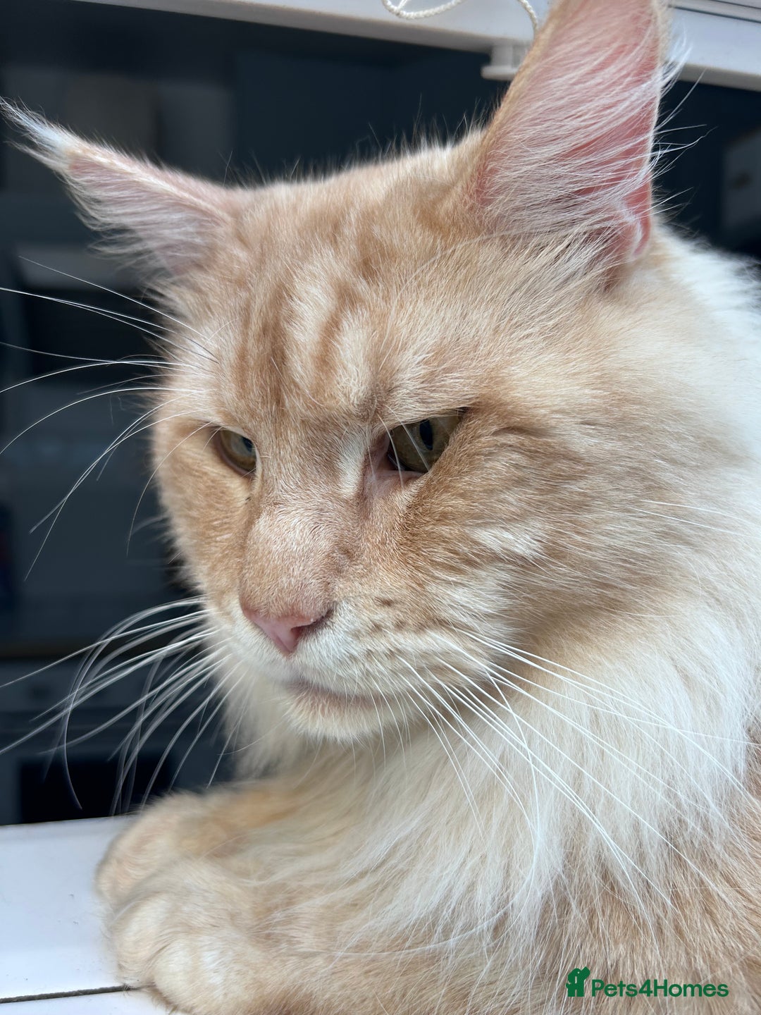 Maine Coon cats for sale: Beautiful full Maine Coon kittens ready now 😻 - Image 19