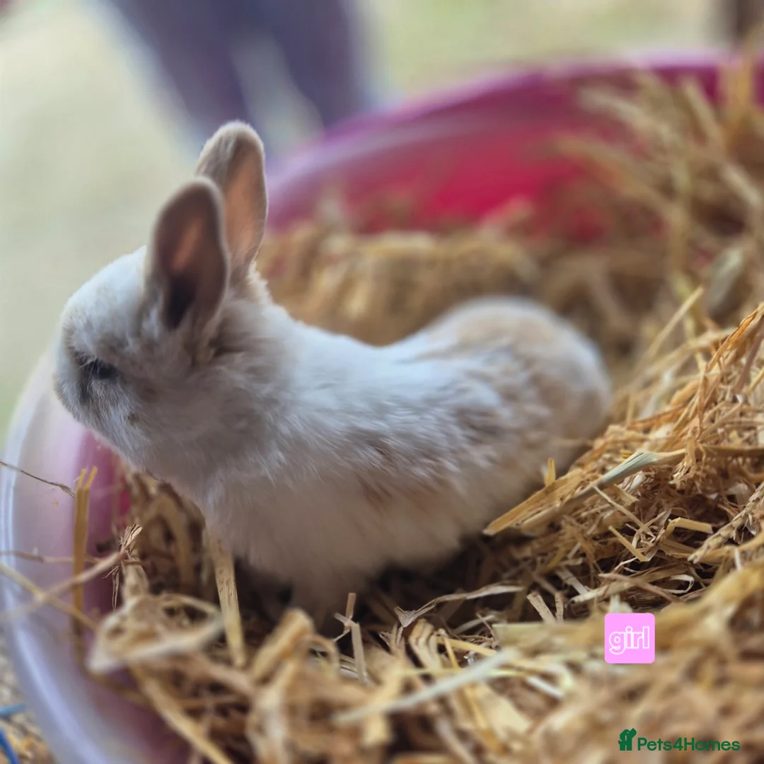 Mini Lop rabbits for sale: Gorgeous mini lop x Rhinelander kits ready April - Advert 18