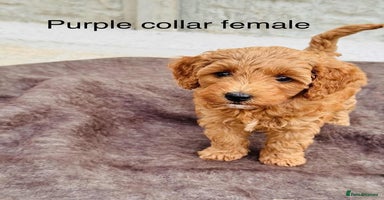 Cockapoo dogs - Advert 1