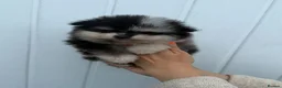 Pomeranian dogs for sale: Rare Blue eye Merle, husky type Black pomeranians  - Advert 22
