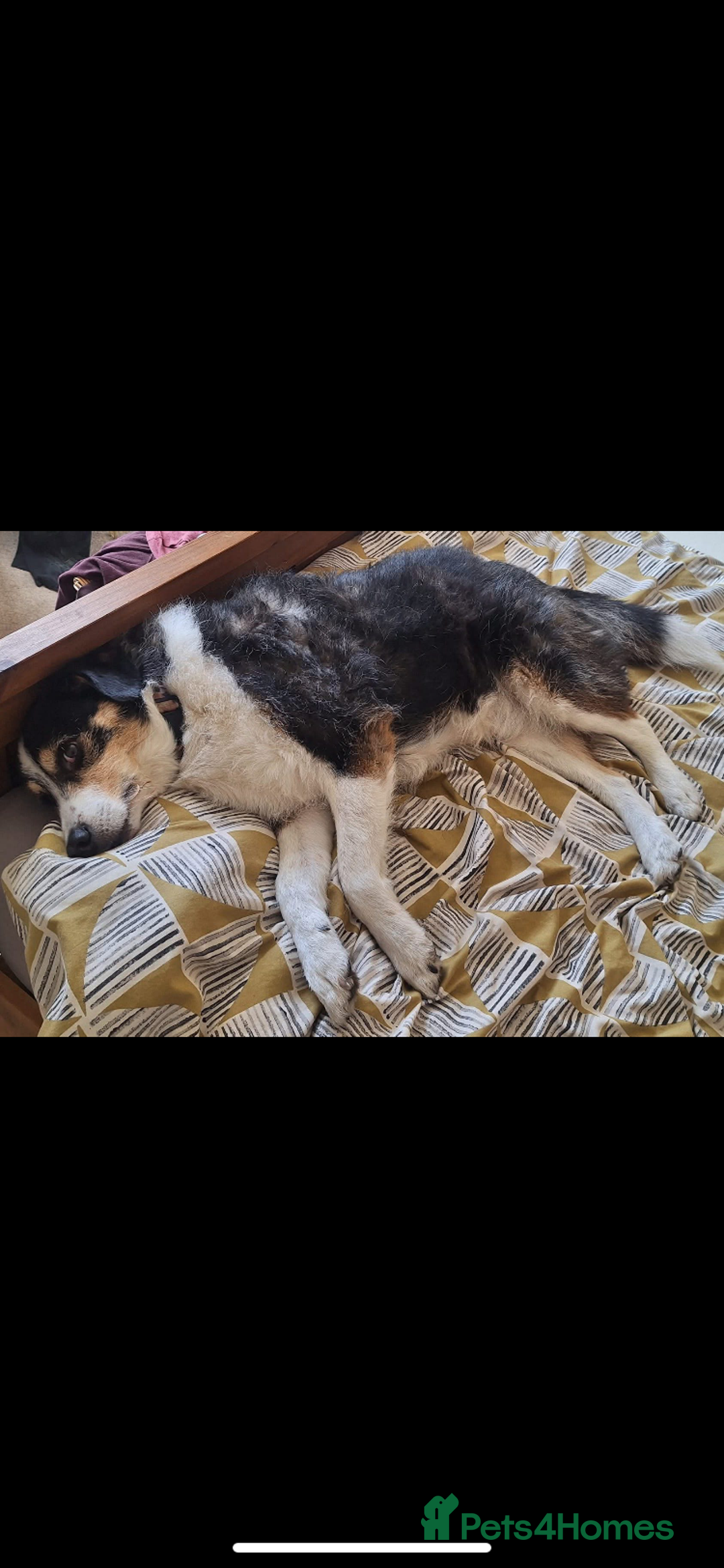 Mixed Breed dogs for adoption: Rico 11 years old - Image 5