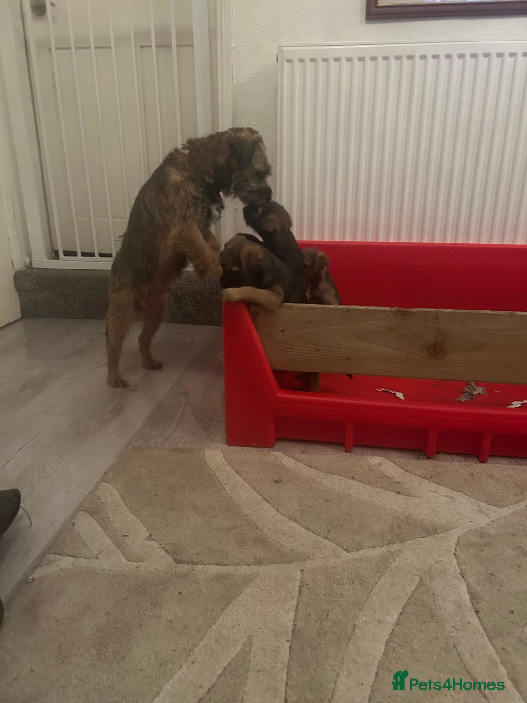 Border Terrier dogs for sale: Beautiful Border Terrier Pups - Advert 11