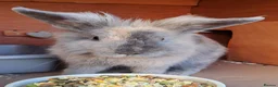 Lionhead rabbits for sale: Male Lionhead - Advert 2