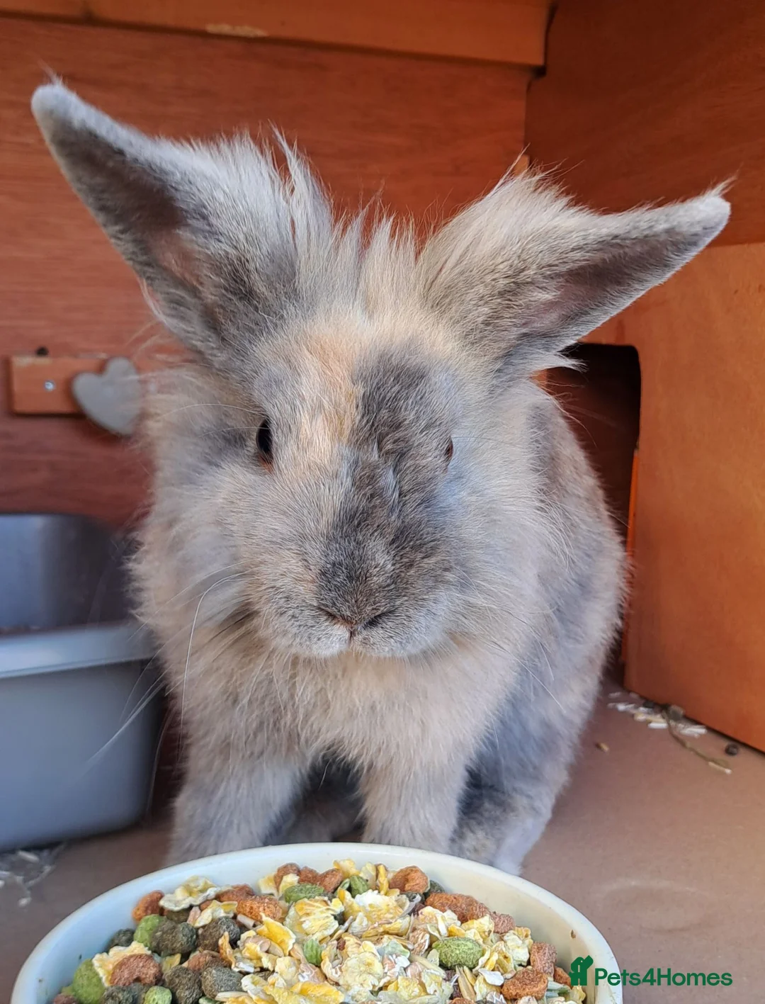 Lionhead rabbits for sale: Male Lionhead - Advert 2