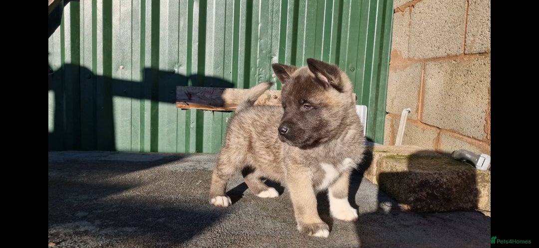 Akita dogs for sale: Adorable American akita puppys - Advert 11