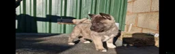 Akita dogs for sale: Adorable American akita puppys - Advert 11